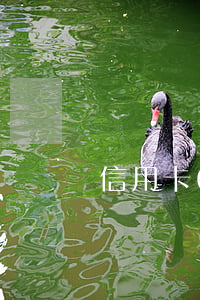 信用卡6號還款，最遲可至哪一天？